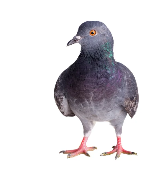 Pigeon sur fond blanc — Photo