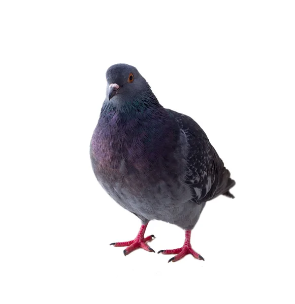 Pigeon on a white background — Stock Photo, Image