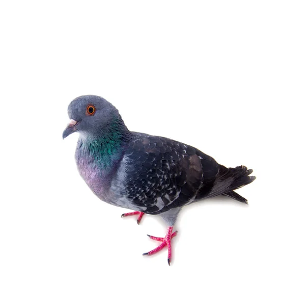 Pigeon on a white background — Stock Photo, Image