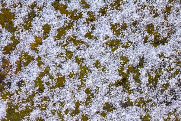 新雪を背景に — ストック写真