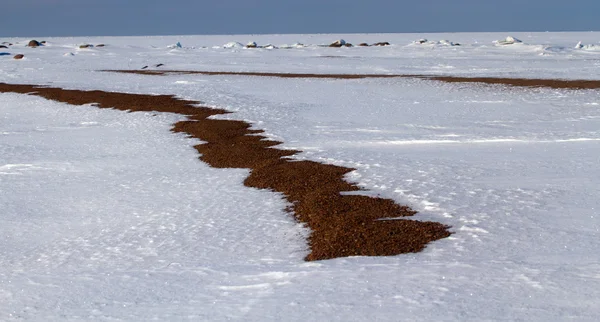 Bakgrund av nysnö — Stockfoto