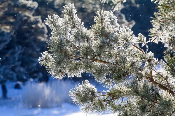 Winter, fir-tree in  frost — Stock Photo, Image