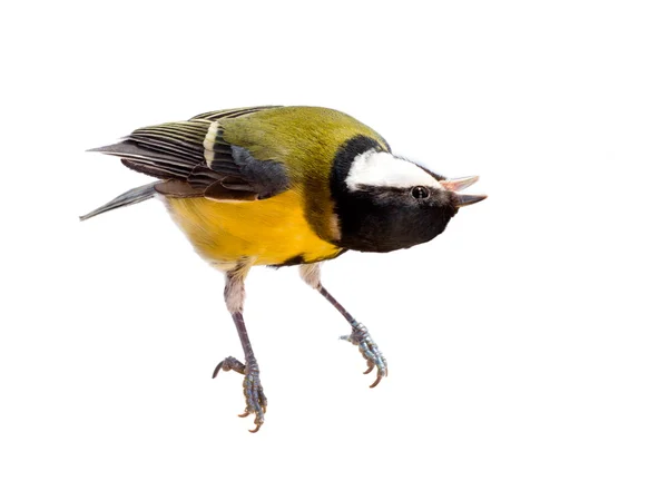 Titmouse bird isolated on white — Stock Photo, Image