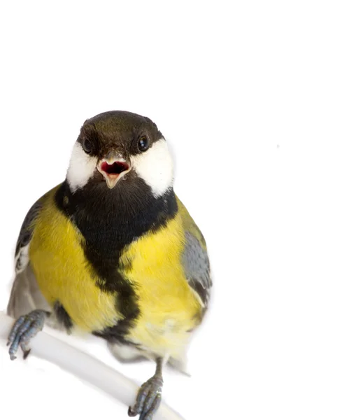 Pássaro titmouse isolado em branco — Fotografia de Stock