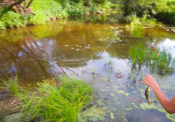 Rio, riacho onde vive e é pego em pescar peixe um poleiro — Fotografia de Stock