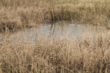 sabah bahar göle ile güzel bataklık