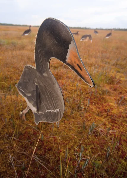 Caça em um pântano com perfil de ganso — Fotografia de Stock