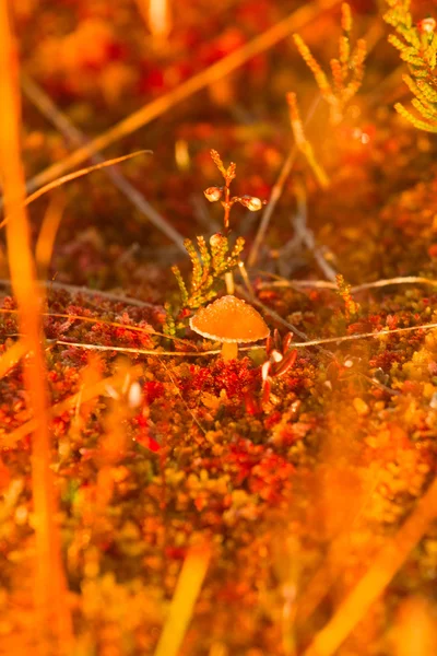 Heller fantastischer Pilz auf einem Moor — Stockfoto