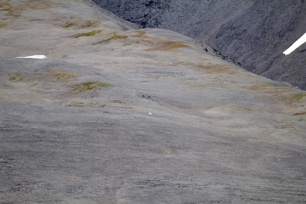 Arktischer Eisbär in freier Natur — Stockfoto