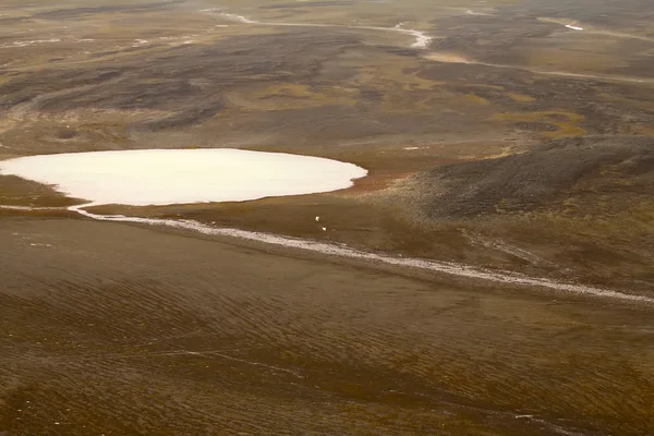 Niedźwiedź polarny arktyczny w środowisku naturalnym — Zdjęcie stockowe