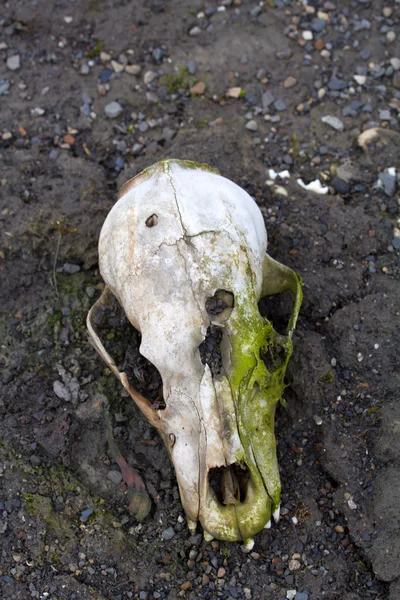 Polar bear skull — Stock Photo, Image