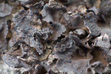 Makro dünya polar siyah ölü kuru bitki.