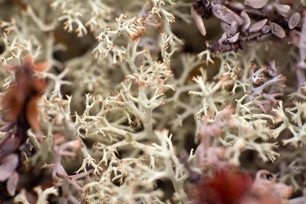マクロ世界極圏の植物は白い枯れ木. — ストック写真