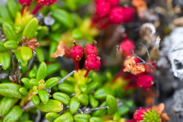 Macro stenen vegetatie polar blad zomer — Stockfoto