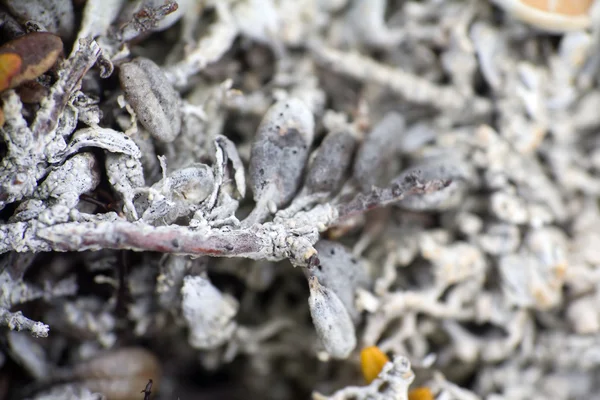 Макросвіт полярна рослина білий мертвий сухий . — стокове фото