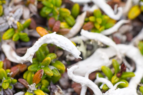 Makro kamenné vegetace polární list léto — Stock fotografie