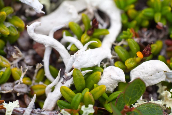 Makrosteinvegetation Polarblatt Sommer — Stockfoto