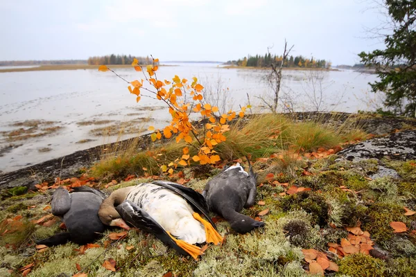 Trophées Oies de chasse du Nord — Photo