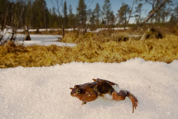 Le printemps. La renaissance de la grenouille — Photo