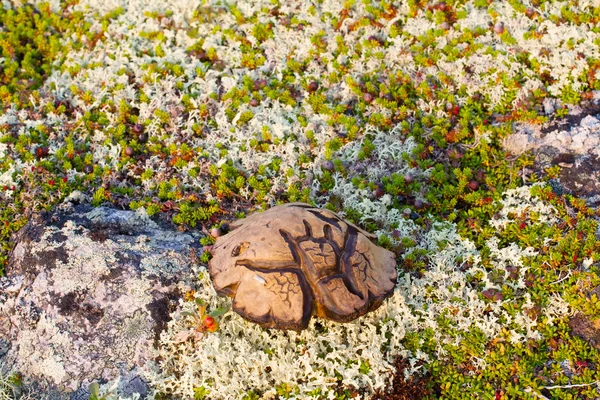 Magický obrazec skandinávské zvláštní houby — Stock fotografie