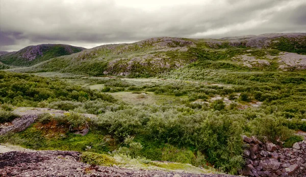 Polarkullar Skandinavisk tundra på sommaren — Stockfoto