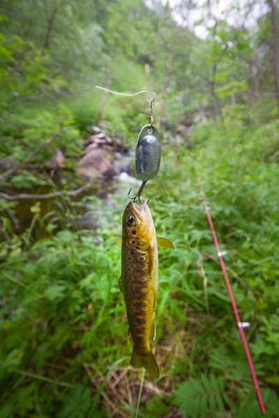 Salmon fishing in a polar creek — Stock Photo, Image