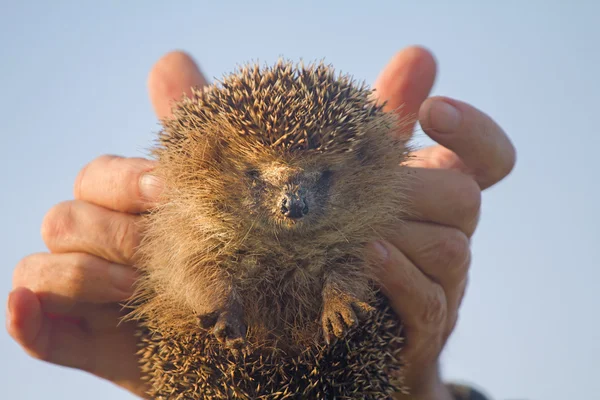 Egel in handen vertrouwen verlaten zorg — Stockfoto