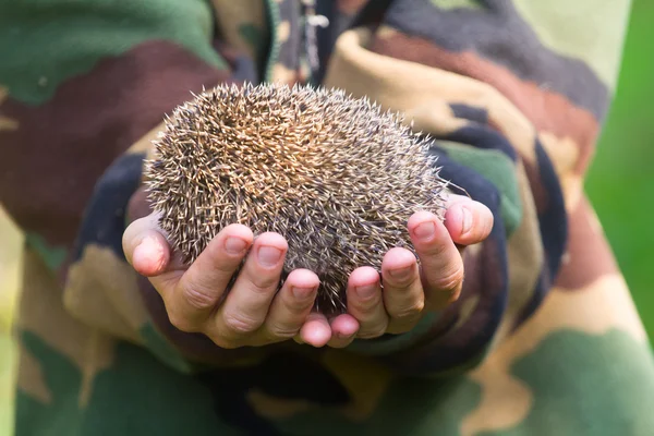 Hedgehog in hands trust leaving care — Stock Photo, Image