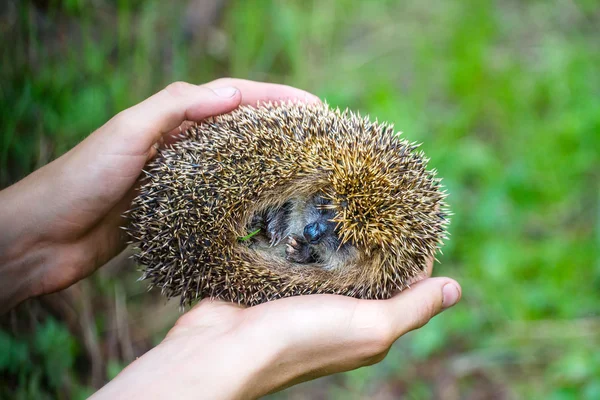Hedgehog in hands trust leaving care — Stock Photo, Image