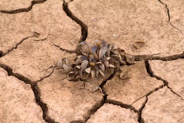 Sea drought change of  climate heat water — Stock Photo, Image