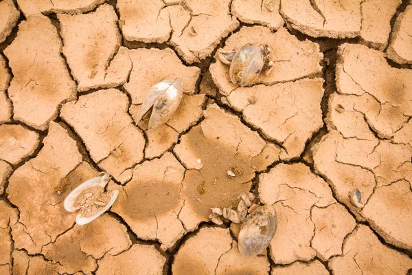 Cambio de la sequía marina del agua caliente del clima —  Fotos de Stock