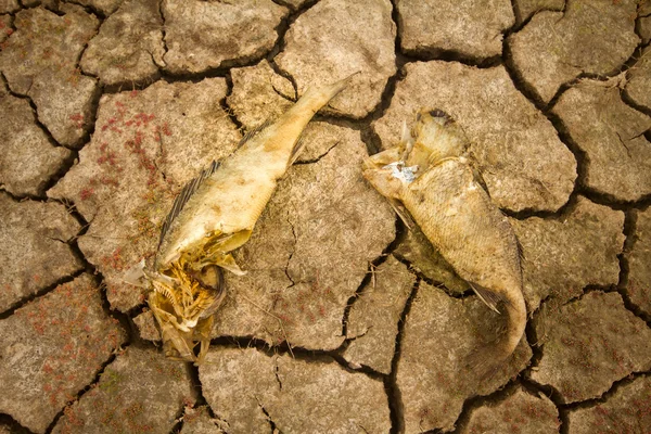 Cambio de la sequía marina del agua caliente del clima —  Fotos de Stock