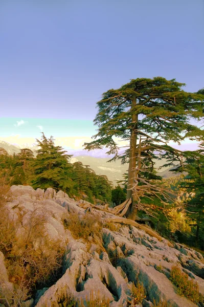 宜人的山夏美景 — 图库照片