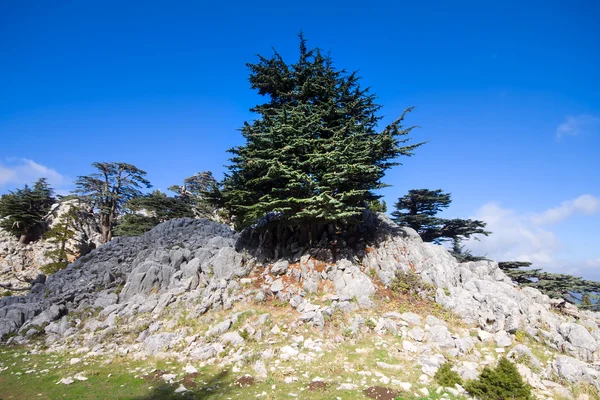 Calmante montaña verano maravilloso vista —  Fotos de Stock