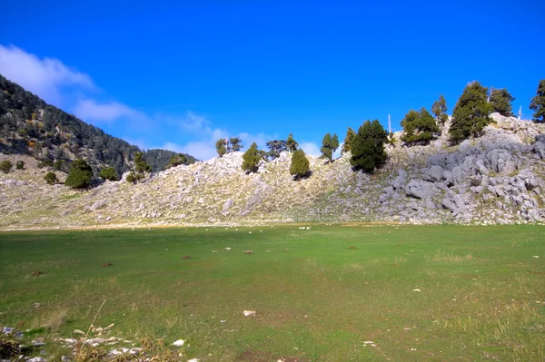 Amazing green meadow in  high mountains — Stock Photo, Image