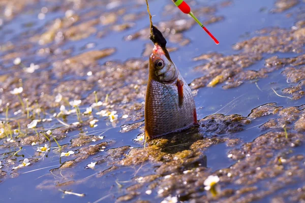 Aktivt sportfiske fisk havsruda fiskespö — Stockfoto