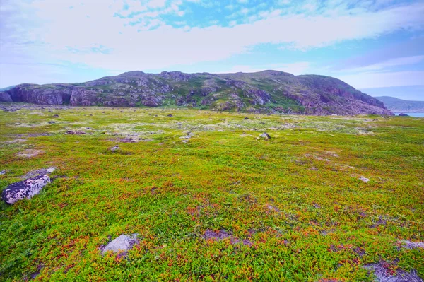 Colinas polares tundra escandinava en verano — Foto de Stock