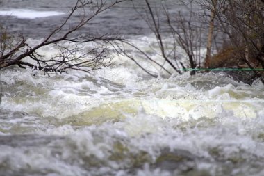 Tayga akan bahar Nehri