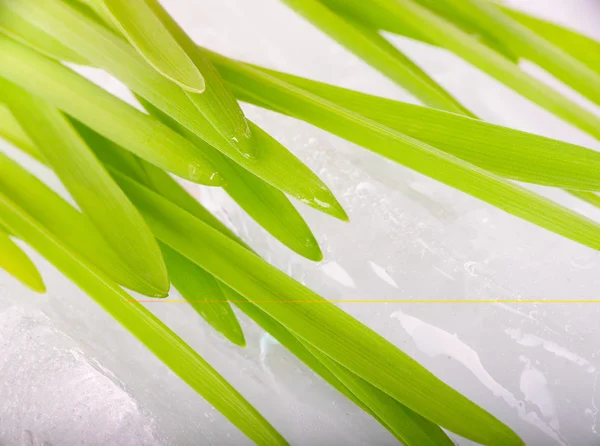Стебли зеленой травы на фоне весеннего ледяного макроса — стоковое фото