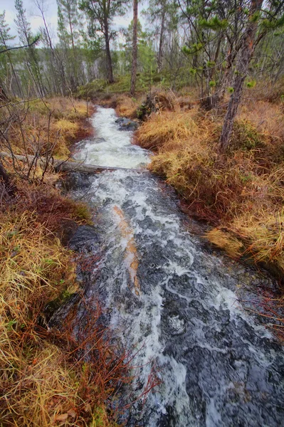 Schneller Strom in der Taiga — Stockfoto