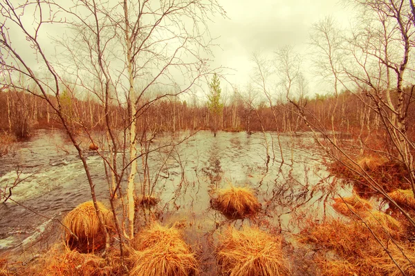 봄에서 강 홍수입니다. 숲에서. — 스톡 사진