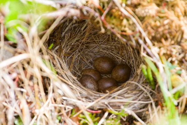 Уютное гнездо — стоковое фото