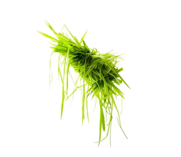 Hanging bright green grass isolated — Stock Photo, Image