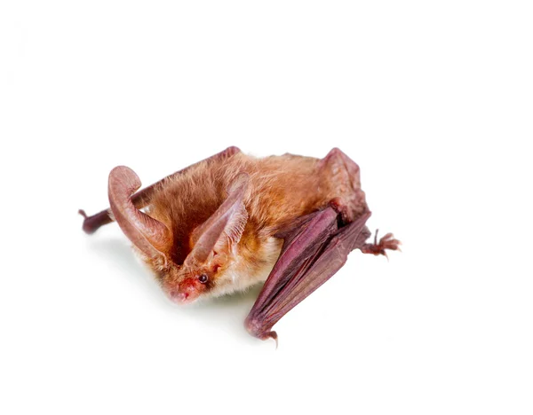 Long-eared bat isolated on white — Stock Photo, Image