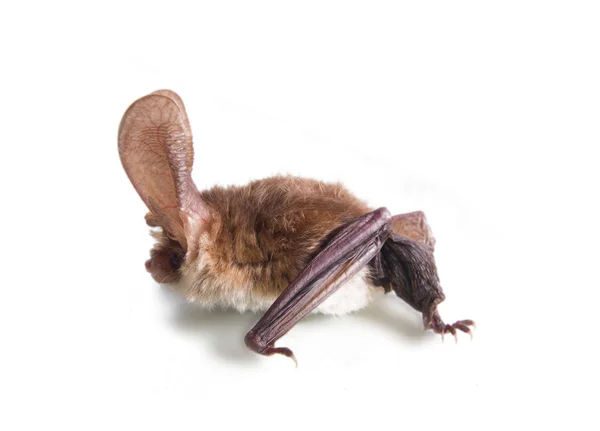 Long-eared bat isolated on white — Stock Photo, Image