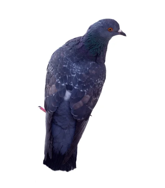 Pigeon on a white background — Stock Photo, Image