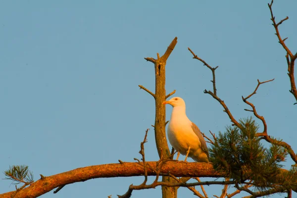 Gaviota blanca grande en una rama. colonia de aves . — Foto de Stock
