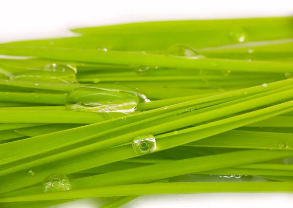 Green grass and water drop macro — Stock Photo, Image