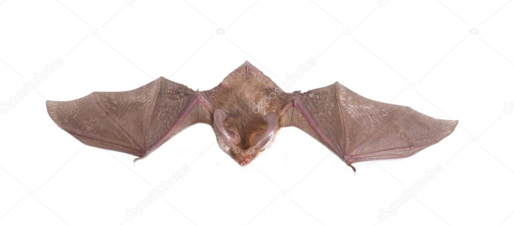 long-eared bat isolated on white