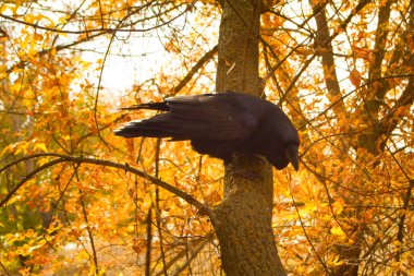 Raven black  wise bird clipart